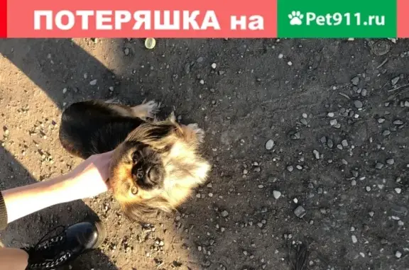 Найдена собака в Трусовском районе, Астрахань