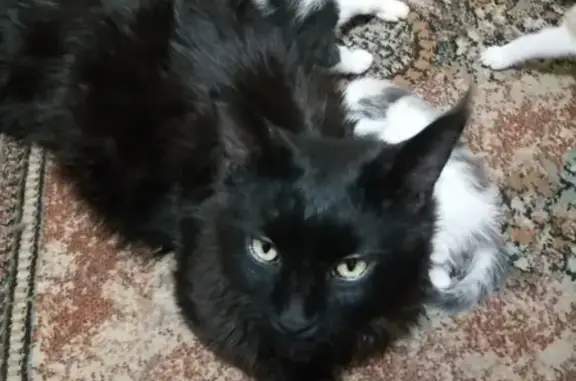 Пропала кошка Филя в деревне Аксёново, Московская область