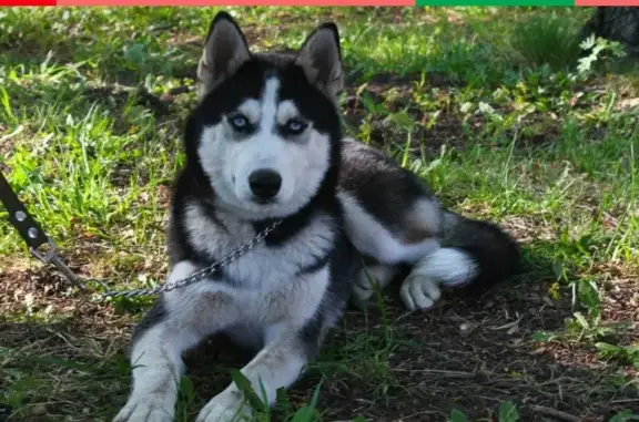 Пропала собака Нора в Узловском районе Тульской области
