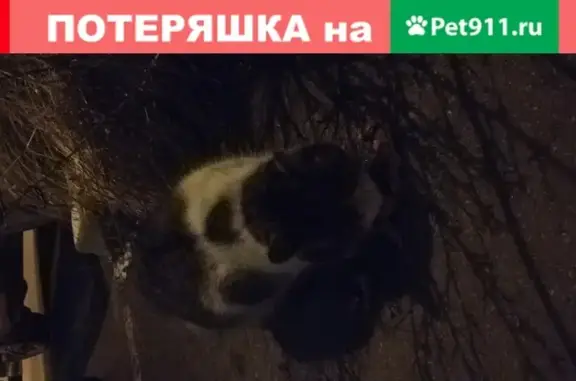 Найдена кошка на Болотниковской улице 36к5