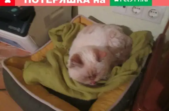 Найдена персидская кошка в Южном Бутово, Москва