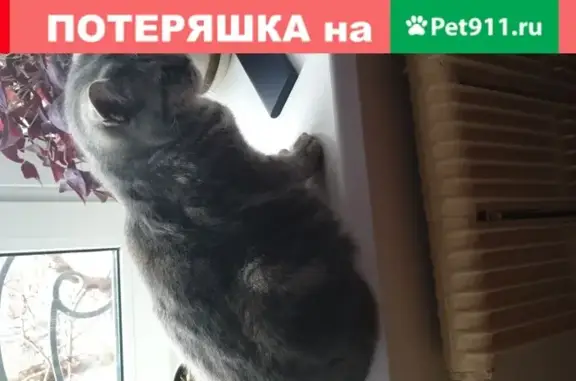 Кошки потеряшки, Воронеж, фото: Потеряшка кошка Мася в Левобережном районе, Воронеж