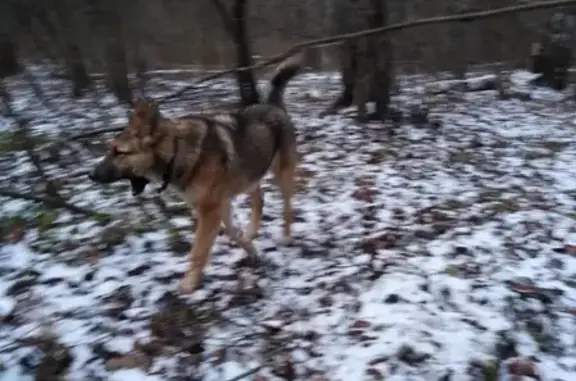 Потерян пёс в Гурьяновском лесу, возраст менее года