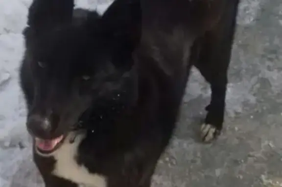 Собаки потеряшки, Астрахань, фото: Потеряшка собака Гера на улице Безжонова в Астрахани