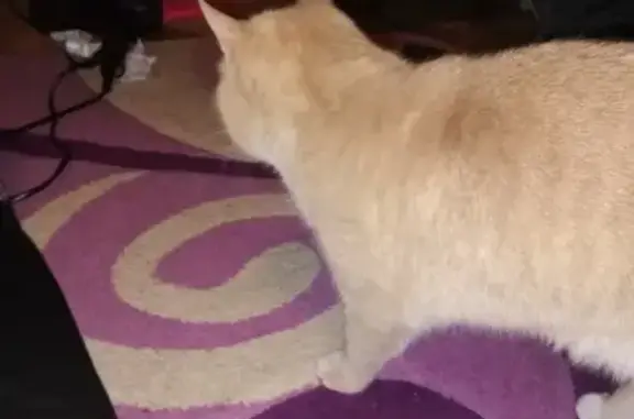 Найдена кошка в доме в Кургане