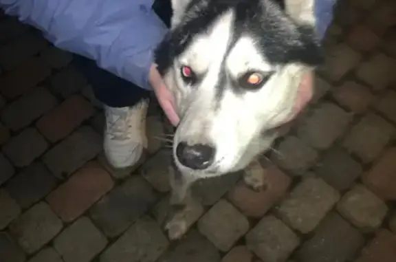 Собака без ошейника найдена в Краснодаре на улице Суворова 120