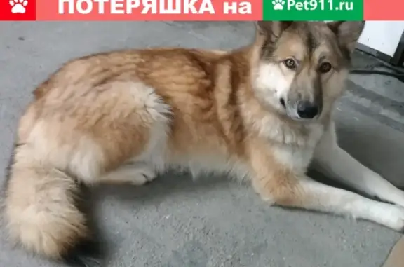 Собаки потеряшки, Калининград, фото: Потеряшка собака в Большом Исаково, Озёрная улица, 45