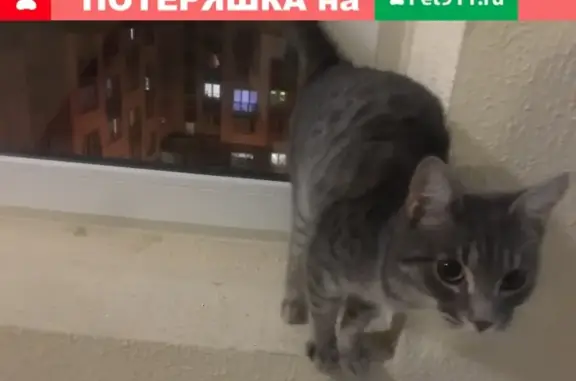 Найдена кошка в Нахабино на улице Королёва