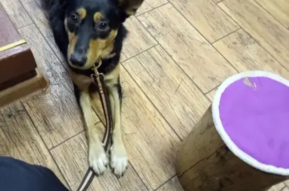 Собаки потеряшки, Иваново, фото: Потеряшка собака в Рабочем посёлке, вознаграждение