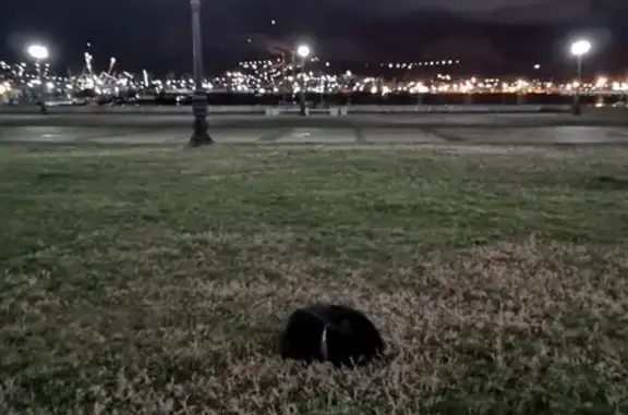 Найдена чёрная собака на набережной Адмирала Серебрякова