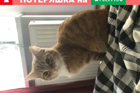 Кошки потеряшки, Санкт-Петербург, фото: Потеряшка кошка на Охтинской аллее, дом 8, Мурино