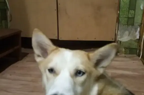 Объявления о пропавших и найденных животных, Нижний Новгород, фото: Пропала Хаски в Стригинском бору, Нижний Новгород