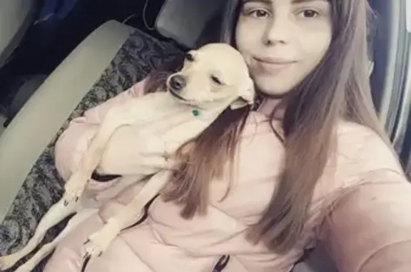 Собаки потеряшки, Калининград, фото: Потеряшка собака Той терьер в Калининграде, СНТ Чайка