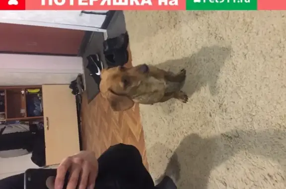 Найдена собака на улице Шахтёров