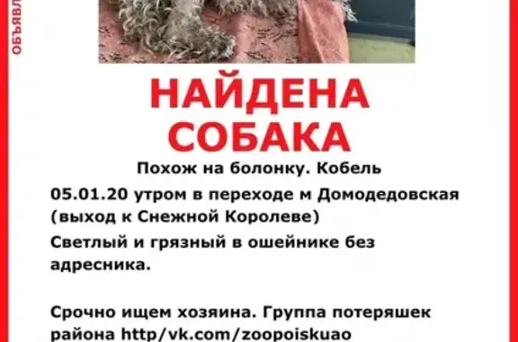 Найден песик у м. Домодедовская, ищем хозяев!