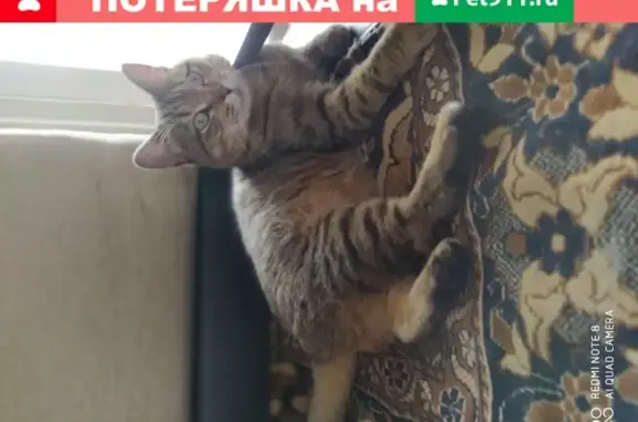 Найдена домашняя кошка в Сормове