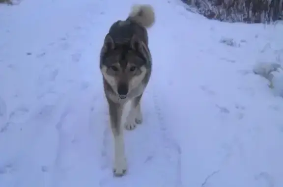 Собака найдена в СНТ Соломоново поле (Батюшково)