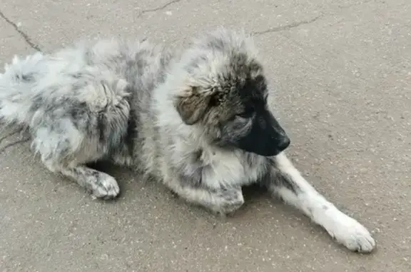 Найдена собака на станции Барыбино, метис КО, девочка 6-7 месяцев