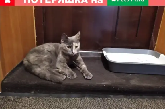 Найдена домашняя кошка на улице Крупской