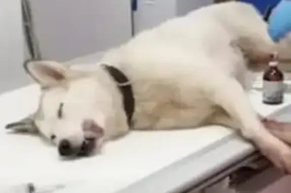 Найдена собака хаски на МКАД, отдана в клинику МедВет