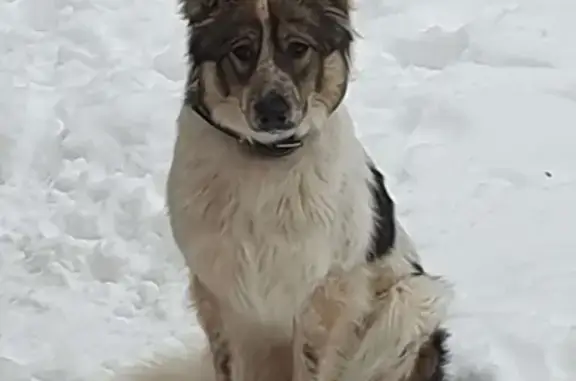 Собака найдена в Зелёном Городе, Нижний Новгород, дача 10.