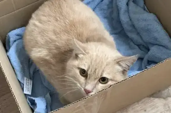Найдена кошка на Благодатной улице, Ростов-на-Дону