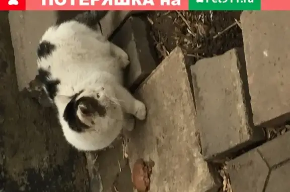 Найдены два больших кота на улице Заморёнова 17 в Пресненском районе.