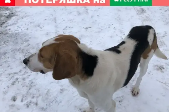 Собака найдена в Диево-Городище