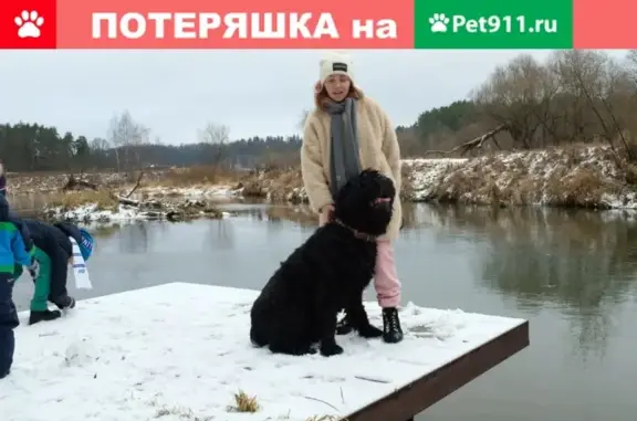 Пропала чёрная терьерка с белым пятном в Москве.