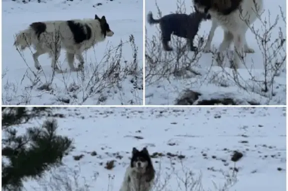 Собака с сломанной лапой ищет хозяина в д. Павловское, Тверская область