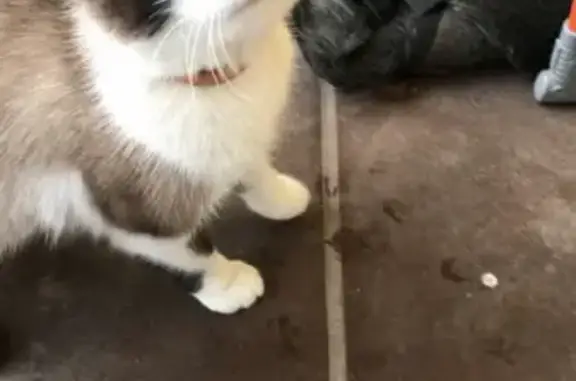 Найдена кошка в деревне Свинухово, Калужская область