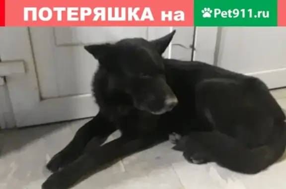 Найден черный пес, адрес: Краснодарский край, станица Динская, ул. Красная, 72А