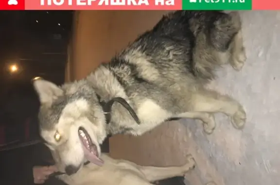 Хромая ласковая собака найдена в Нижнем Новгороде