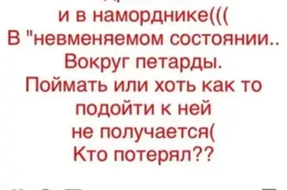 Собака Хаски у речного вокзала в Москве.