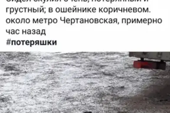 Найдена собака в Чертаново, Москва