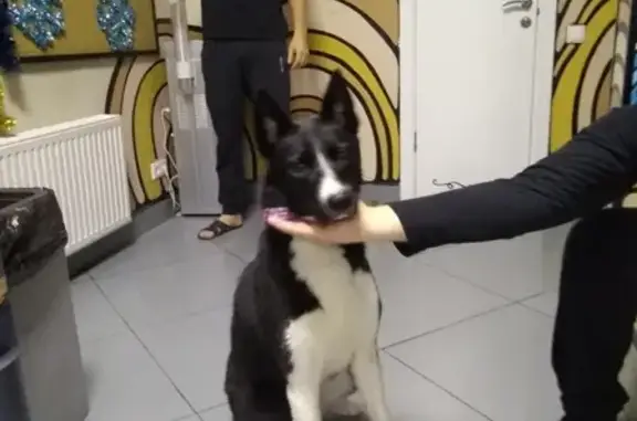 Собака найдена в Санкт-Петербурге, домашняя, не берет еду