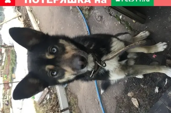 Собака с голубым и коричневым глазом найдена в Воронеже, СНТ Никольское