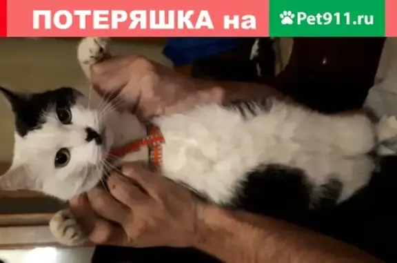 Пропала кошка в Заокском районе, СНТ Солнышко