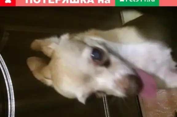 Собака с катарактой найдена возле школы в Борисовке, Москва.