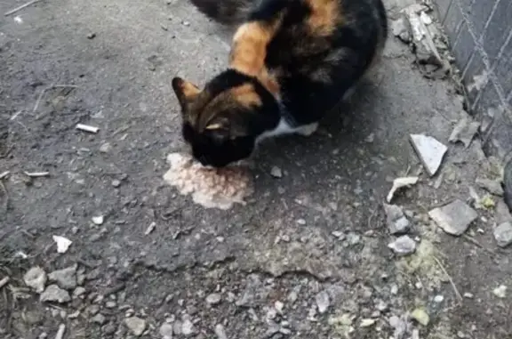 Найдена кошка на ул. Строительная, г. Видное