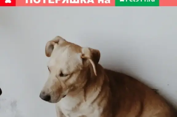 Пропала собака в селе Шопино, Белгородская область