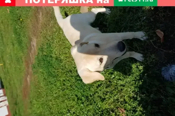 Пропала собака в Чебоксарах на ул. Ленинского Комсомола