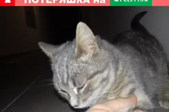 Найдена серенькая кошка на ул. Гидростроителей, 59