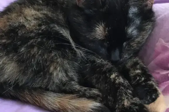 Кошки потеряшки, Санкт-Петербург, фото: Потеряшка пёстрая кошка с набережной Чёрной речки, 4 (рег. номер 041883)