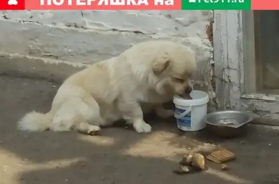 Пропала собака в Энгельсе, по адресу Лесопильная улица, 100