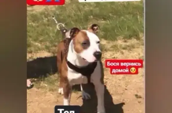 Пропала собака Бося в Ангарске!