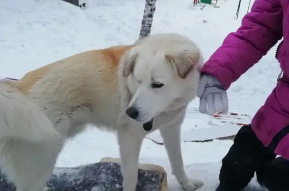 Найдена добрая собака в Новосибирске