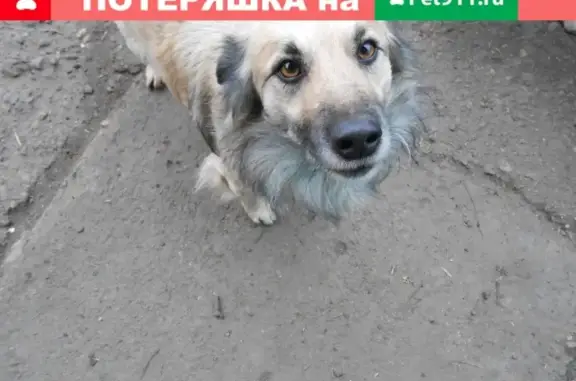 Найдена собака на ул. Красноармейская, Кореновск