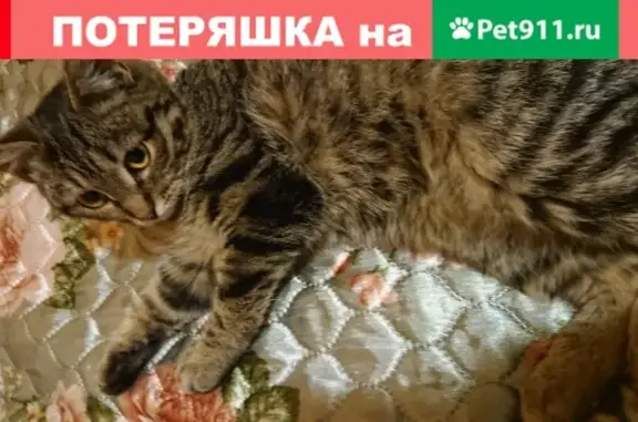 Найдена кошечка возрастом 6-7 мес на станции Тарасовская