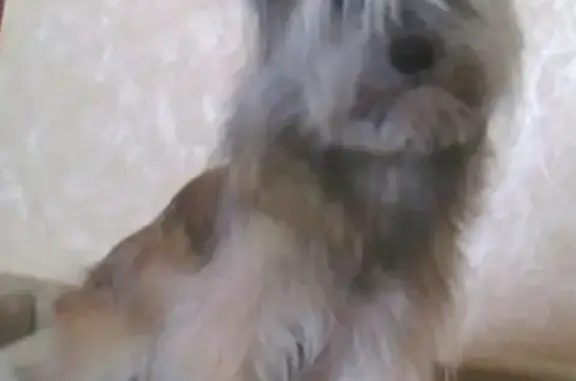 Собаки потеряшки, Ульяновск, фото: Потеряшка собака Жулик на ул. Шигаева, Ульяновск